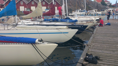 Massor med Smaragder vid bryggan i SKärhamn (foto: Viktor Lundgren)